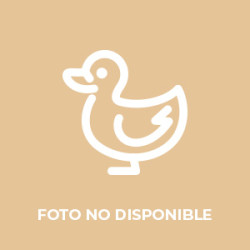 Pato